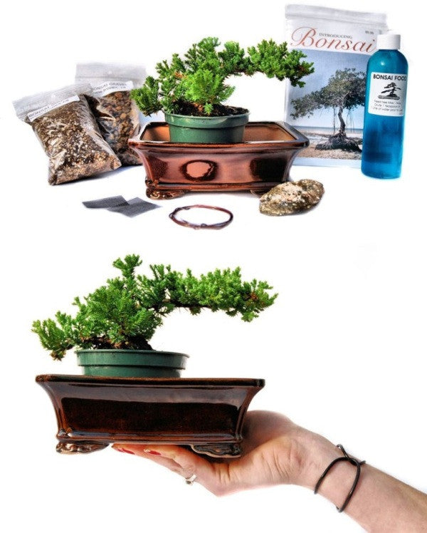 Bonsai Tree Kit, Grow Your Own - Ash Shefa