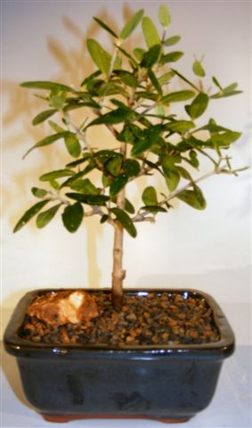 Bonsai Kit + Olea europaea (Wild Olive) - Kilnerpark kwekery