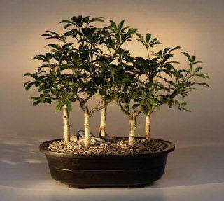 Hawaiian Umbrella (Schefflera Arboricola) Indoor Bonsai - Brussel's Bonsai