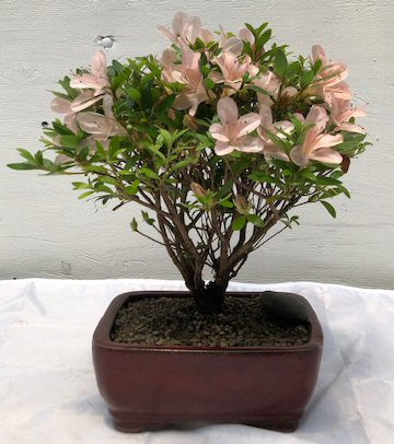 Flowering Azalea Bonsai Tree (Rhododendron 'obtusum') – Zen Garden and  Bonsai