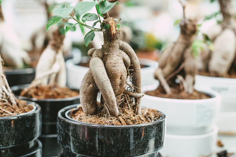 Ginseng Ficus Large Bonsai| Zen Garden and Bonsai