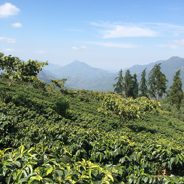 gayo sumatra