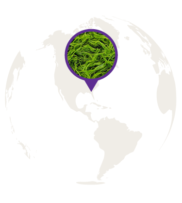 Fermented Microalgae map
