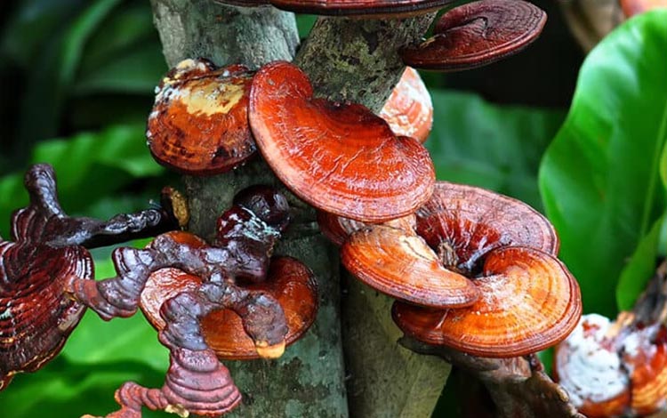 Medicinal Mushrooms for Hormonal Imbalance