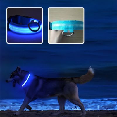 collier-pour-chien-led