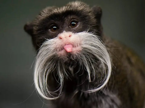 Emperor Tamarin monkey with a distinct white mustache, sticking its tongue out playfully. Known for its unique facial hair resembling a beard.