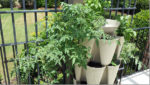 a vertical planter overflowing with crops