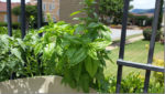 a vertical planter using a garden gate for staking