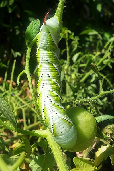 A large tomato hornworm on a tomato plant