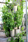 peas growing in a 5 tier vertical planter