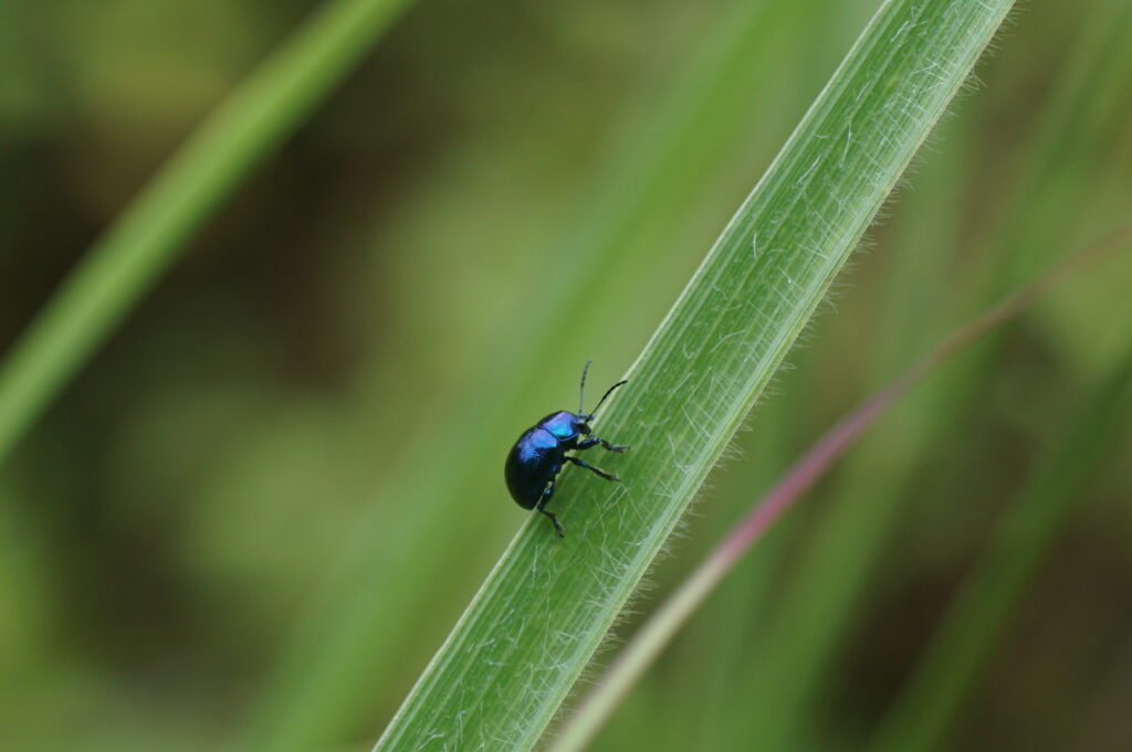 a flea beetle on a blade of grass
