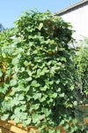 a vertical planter overflowing with sweet potato plants