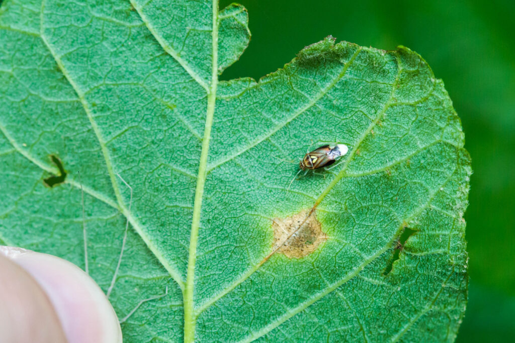 a tarnished plant bug on a leaf