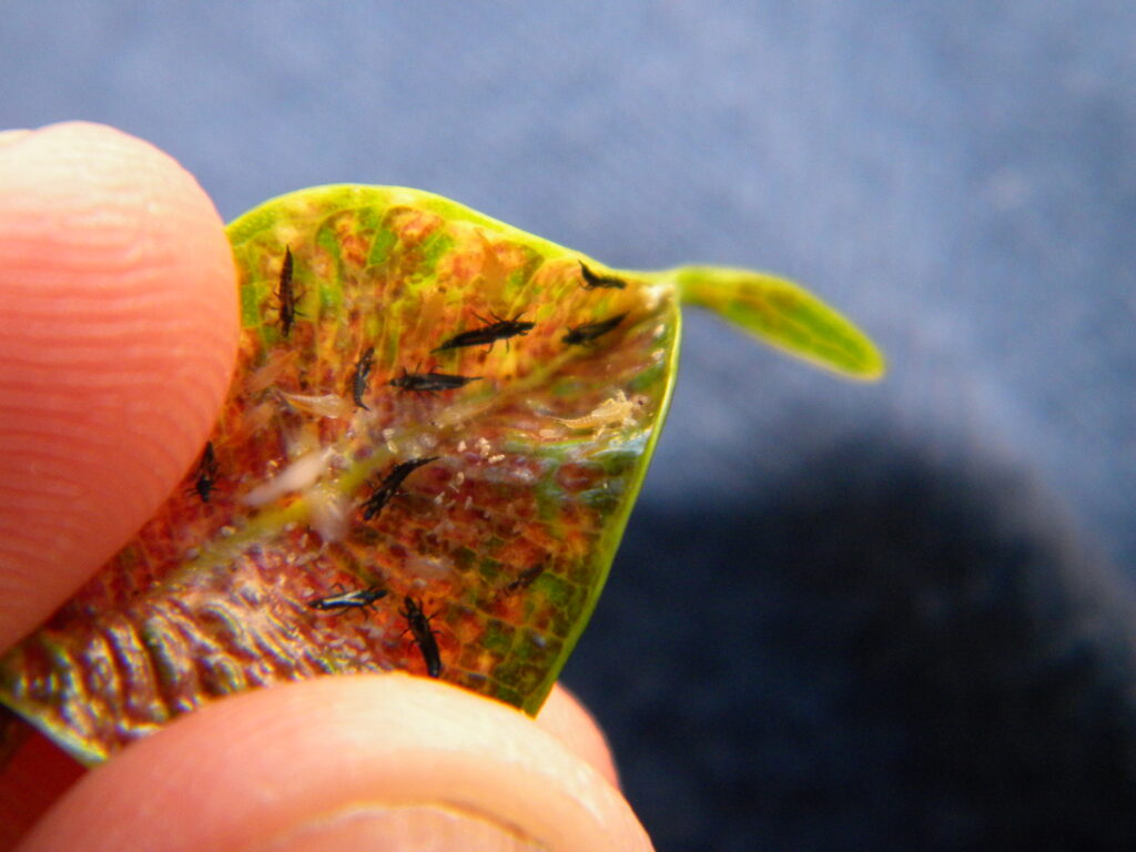 Thrips, eggs, and nymphs on a leaf