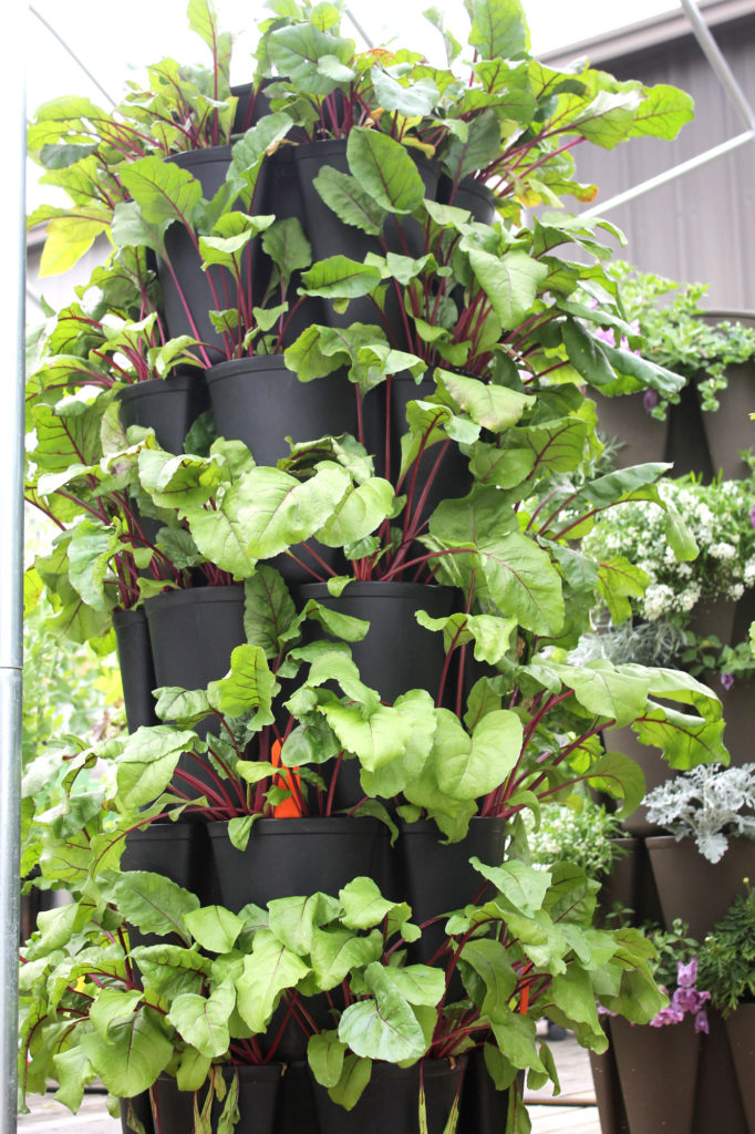 Beets growing in a 5 Tier Original GreenStalk.