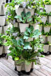 broccoli chinese cabbage growing in vertical planter