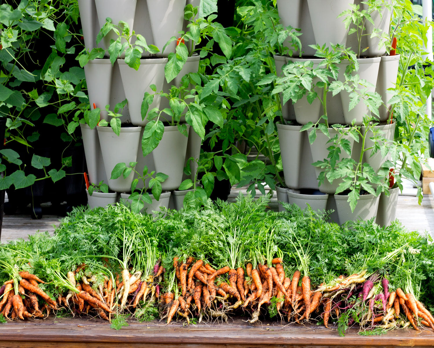 harvest of carrots in front of GreenStalk Vertical Planters