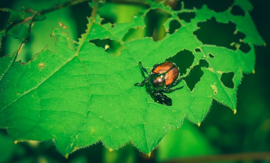 a Japanese beetle eating holes in a leaf