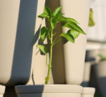 a pepper plant that isn't growing properly
