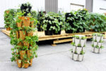 a parking lot garden using multiple vertical planters