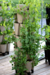 a vertical planter using natural staking to grow peas