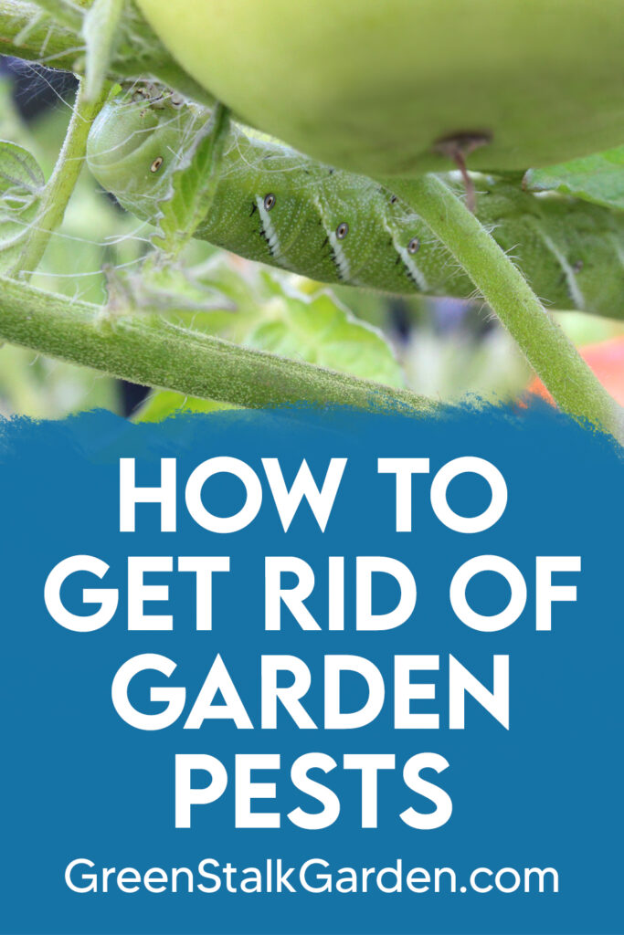 How to get rid of garden pests