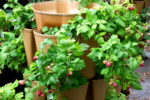 a vertical planter growing raspberries