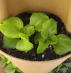 plants growing in a vertical planter pocket