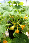 a close image of squash blossoms