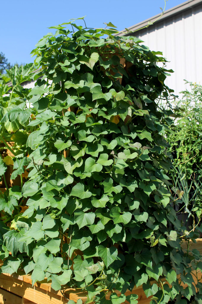 GreenStalk Vertical Planter covered in sweet potato vines