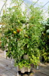 fully grown tomato crop in a vertical planter ready for harvest