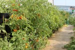 multiple vertical planters growing tomatoes