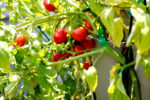 tomatoes growing on a vine