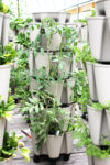 tomatoes growing in a vertical planter