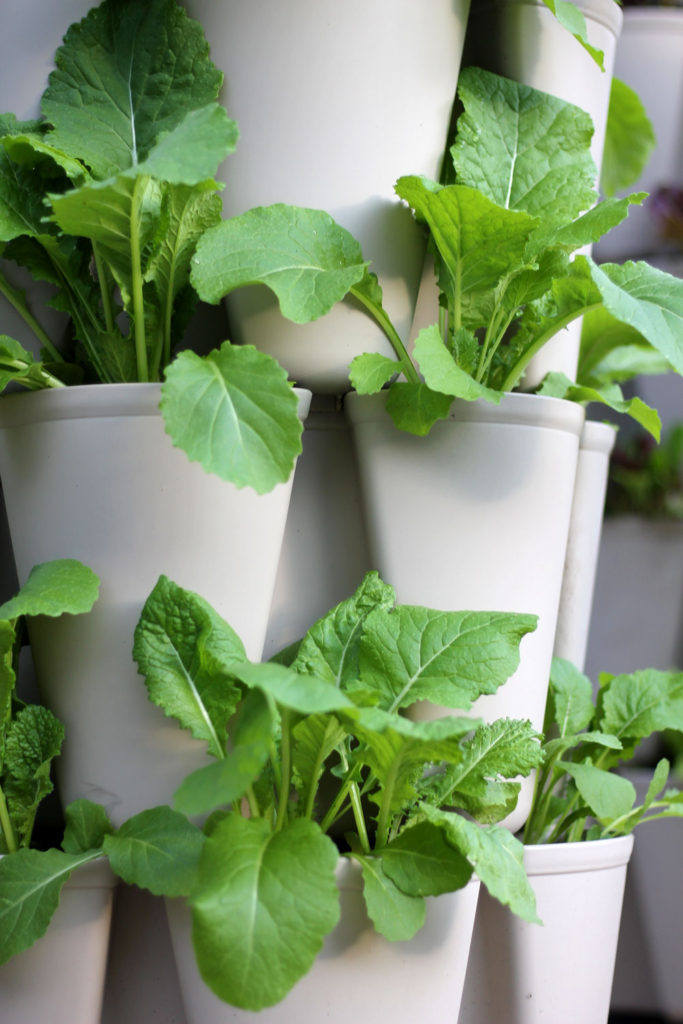 Closeup of turnips growing in a GreenStalk Vertical Planter