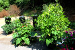 an urban garden containing many plants