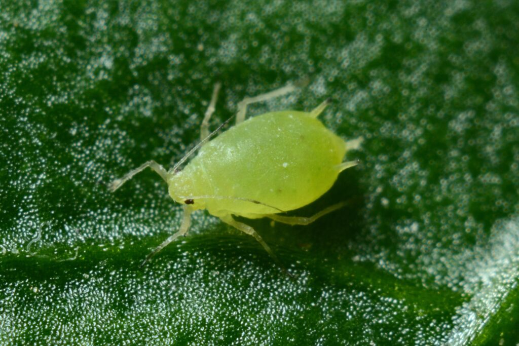 Macro photo of a green aphid on a leaf