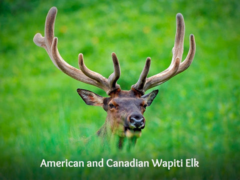 American and Canadian Wapiti Elk