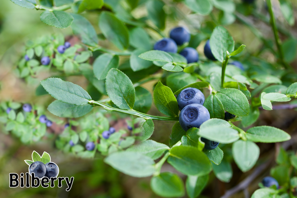 Bilberry Supplement Poster