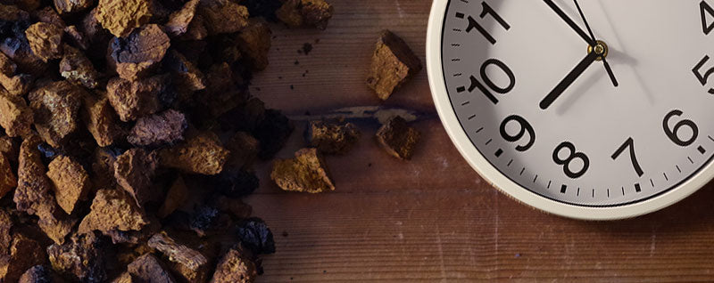 Chaga Mushroom Time Concept