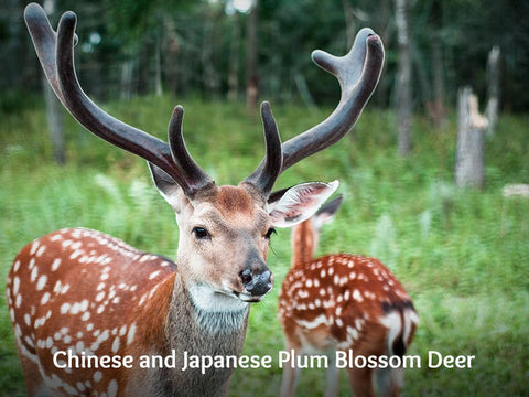 Chinese and Japanese Plum Blossom Deer