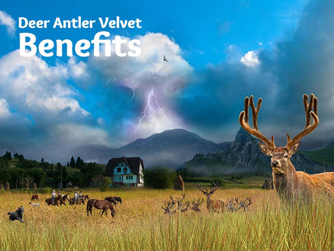 Deer Antler Velvet Benefits