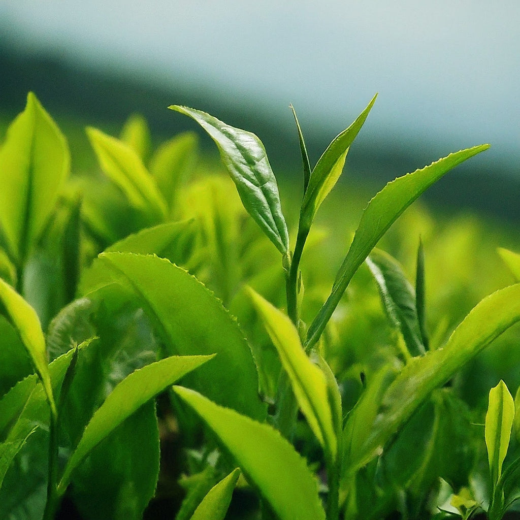 Close-up of vibrant green tea leaves, highlighting their delicate veins and serrated edges.