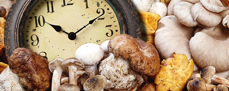 Mushroom Master Time Concept