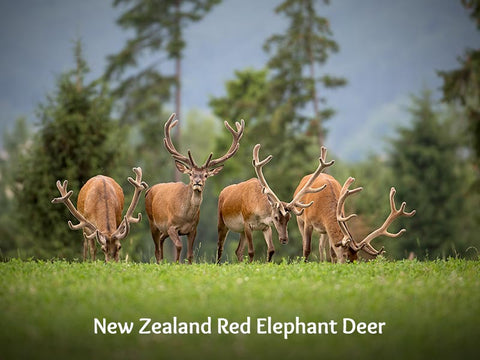 New Zealand Red Elephant Deer