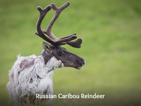 Russian Caribou Reindeer