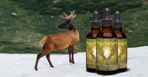 Young Growth Deer Antler Velvet on Buck Standing in Snow with Tonic Tinctures Deer Antler Velvet Bottle