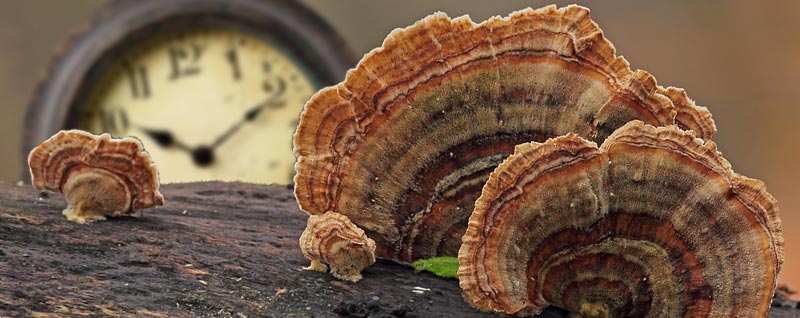 Turkey Tail Time Concept