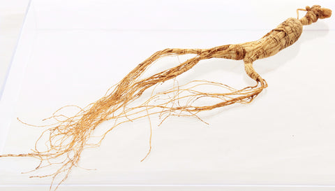 Wild Panax Red Ginseng Root