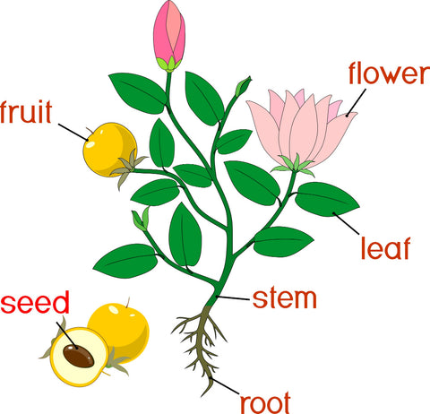 Basic Flowering Plant Morphology